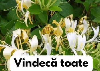 Mâna Maicii Domnului – Planta cu puteri tămăduitoare. Beneficii uimitoare ale caprifoiului