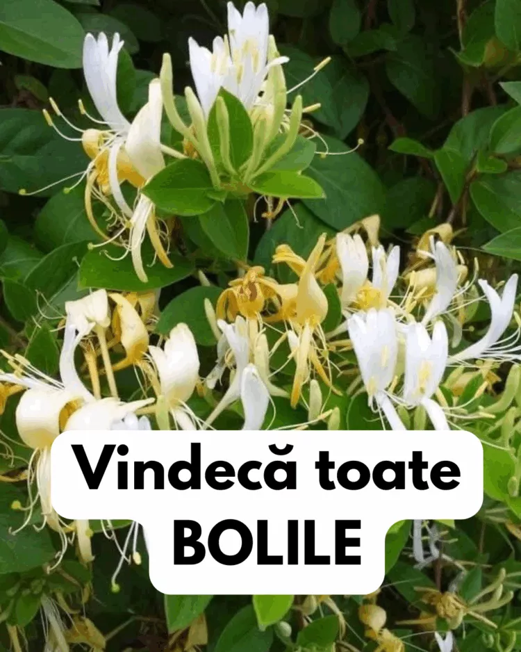 Mâna Maicii Domnului – Planta cu puteri tămăduitoare. Beneficii uimitoare ale caprifoiului