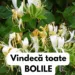 Mâna Maicii Domnului – Planta cu puteri tămăduitoare. Beneficii uimitoare ale caprifoiului