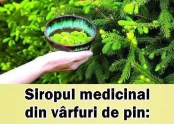 Sirop din vârfuri de pin – rețetă tradițională cu beneficii pentru imunitate și sănătatea căilor respiratorii