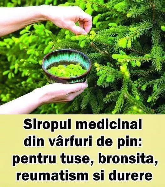 Sirop din vârfuri de pin – rețetă tradițională cu beneficii pentru imunitate și sănătatea căilor respiratorii