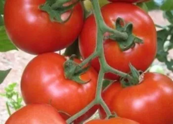 Protejează-ți roșiile în mod natural: ce plantă ține la distanță dăunătorii și bolile