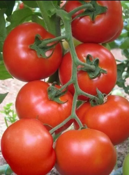 Protejează-ți roșiile în mod natural: ce plantă ține la distanță dăunătorii și bolile