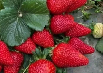 Trucul natural din luna mai pentru căpșuni dulci și parfumate: soluția cu drojdie care face minuni în grădină