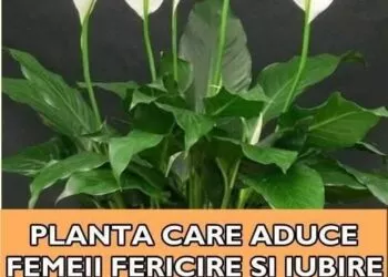 Planta care aduce iubire și armonie în viața femeilor: „Fericirea femeii” și secretul ei ascuns