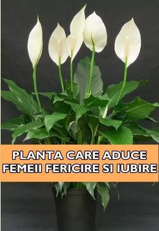 Planta care aduce iubire și armonie în viața femeilor: „Fericirea femeii” și secretul ei ascuns