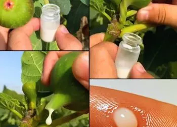 Seva de smochin: Beneficii, utilizări și recomandări pentru sănătate și îngrijire