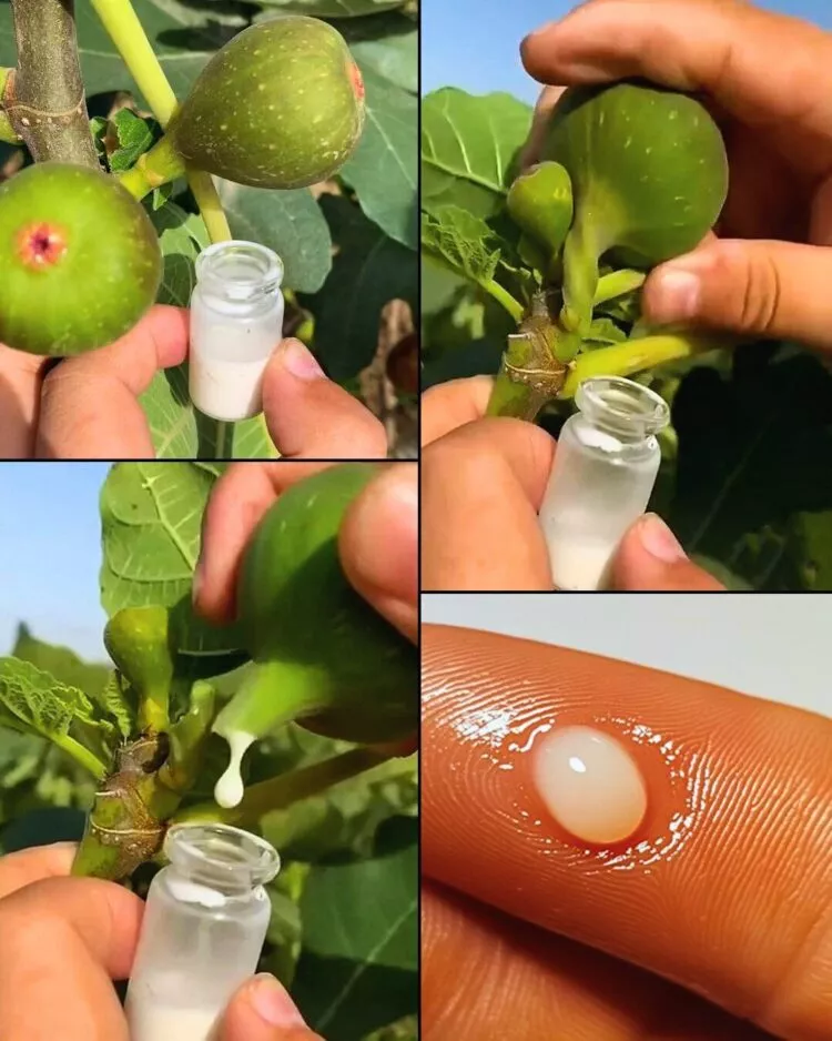 Seva de smochin: Beneficii, utilizări și recomandări pentru sănătate și îngrijire