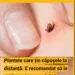 Plante care protejează de căpușe: Ce trebuie să ai în curte și grădină pentru a te feri de pericolele sezonului cald