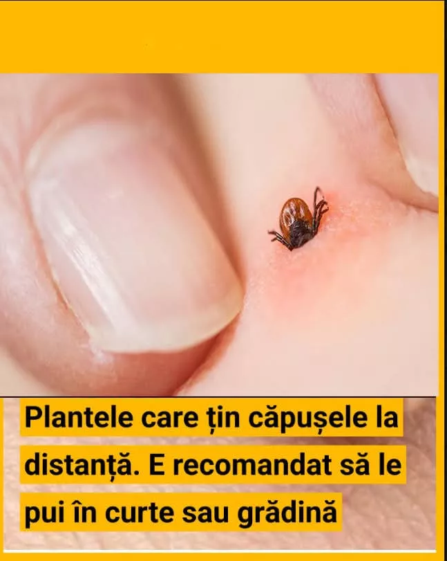 Plante care protejează de căpușe: Ce trebuie să ai în curte și grădină pentru a te feri de pericolele sezonului cald