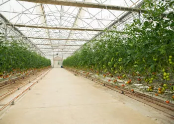 Ce culturi sunt cele mai profitabile într-un solar? Top recomandări pentru agricultori