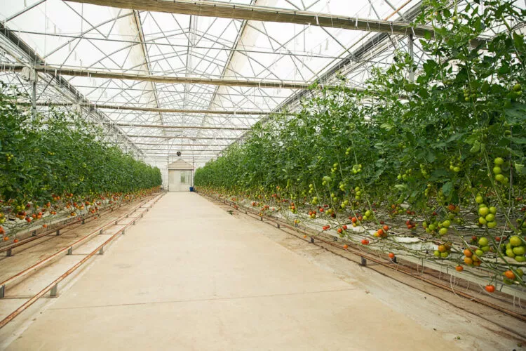 Ce culturi sunt cele mai profitabile într-un solar? Top recomandări pentru agricultori
