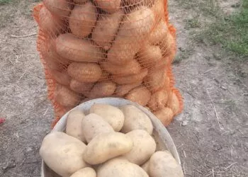 Surpriză periculoasă într-un sac de cartofi: