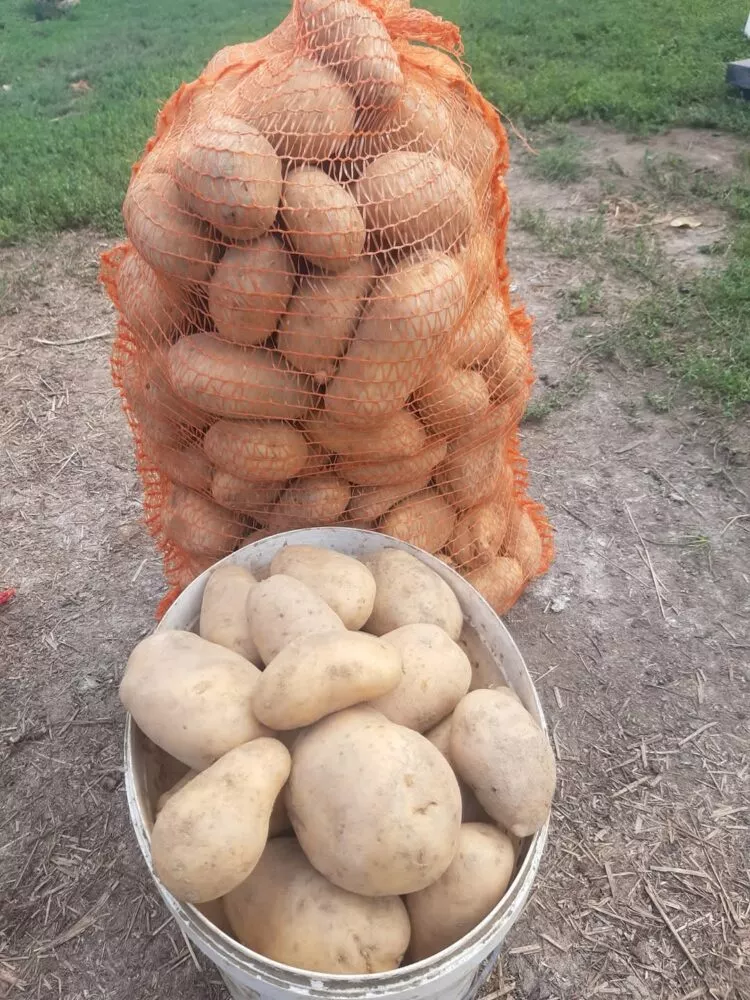 Surpriză periculoasă într-un sac de cartofi: