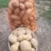 Surpriză periculoasă într-un sac de cartofi:
