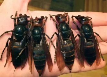 „Viespea ucigașă”, o amenințare invazivă care alarmează Statele Unite