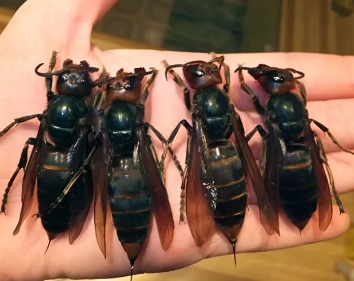 „Viespea ucigașă”, o amenințare invazivă care alarmează Statele Unite