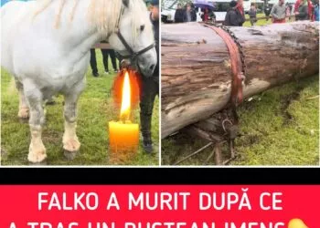 Tragedie la un concurs de tracțiune: Falko, calul de 20.000 de euro, a murit epuizat. Revoltă în mediul online