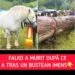 Tragedie la un concurs de tracțiune: Falko, calul de 20.000 de euro, a murit epuizat. Revoltă în mediul online