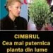 Cimbrul – unul dintre cele mai puternice antibiotice naturale din lume