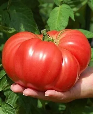 Cum uzi corect roșiile pe timp de caniculă: greșeala care poate compromite recolta