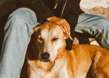 De ce nu ar trebui să mângâiem un câine pe cap: ce semnale ne transmit și cum putem arăta corect afecțiunea