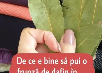 Frunzele de dafin în dulapuri: 4 motive pentru care merită să le folosești