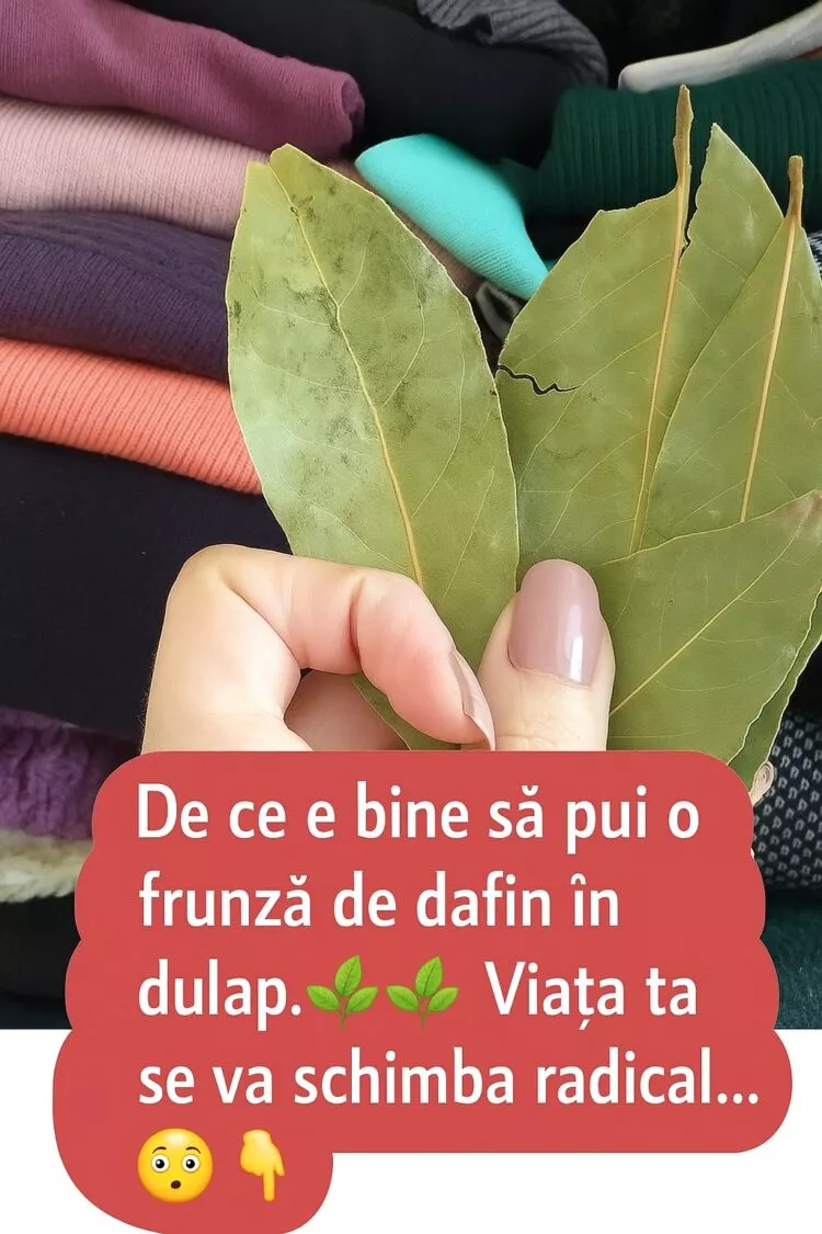 Frunzele de dafin în dulapuri: 4 motive pentru care merită să le folosești