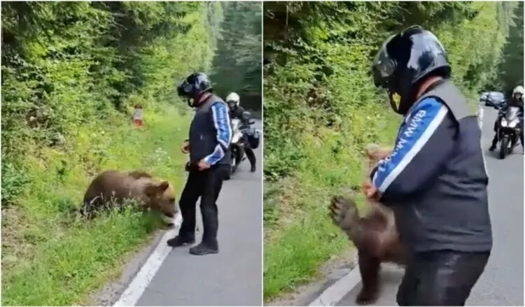 Ultimele clipe ale turistului italian care a murit după ce a încercat să hrănească o ursoaică cu pui