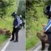 Ultimele clipe ale turistului italian care a murit după ce a încercat să hrănească o ursoaică cu pui