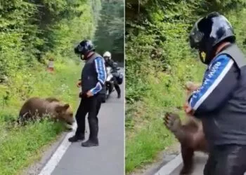 Tragedie pe Transfăgărășan: un motociclist a fost ucis de un urs în apropiere de barajul Vidraru