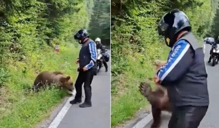 Tragedie pe Transfăgărășan: un motociclist a fost ucis de un urs în apropiere de barajul Vidraru