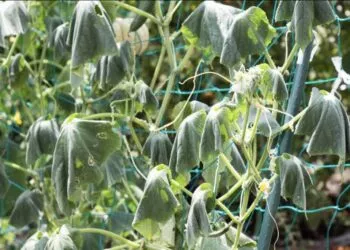 Ofilirea frunzelor la castraveți vara: cauze și soluții rapide pentru a salva cultura