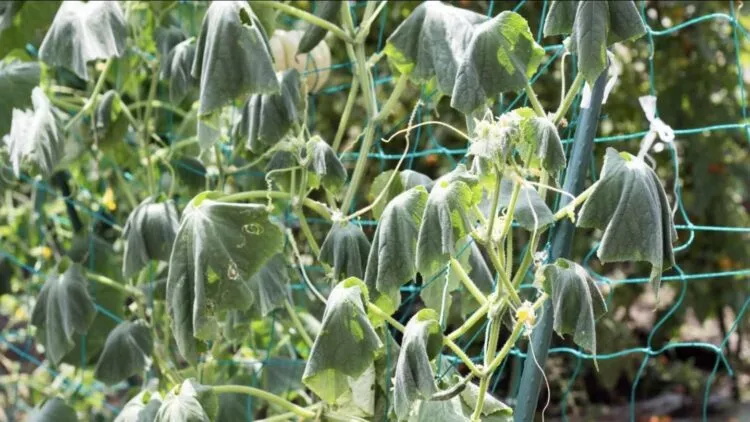 Ofilirea frunzelor la castraveți vara: cauze și soluții rapide pentru a salva cultura