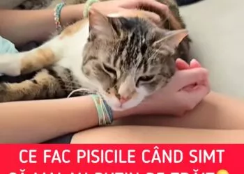 Semne delicate prin care pisica își ia rămas-bun