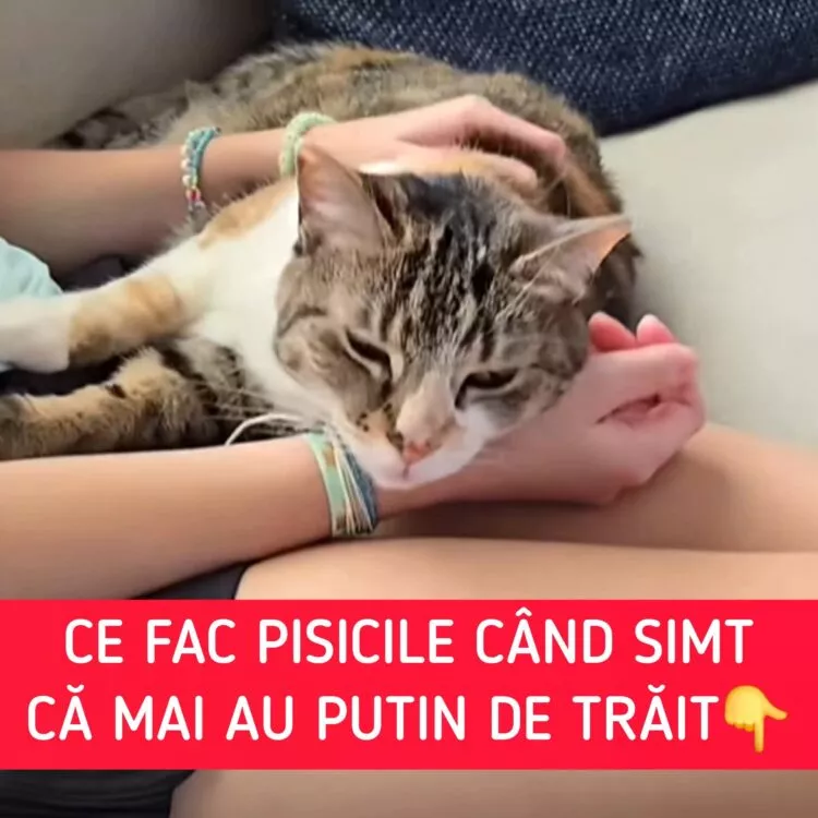 Semne delicate prin care pisica își ia rămas-bun