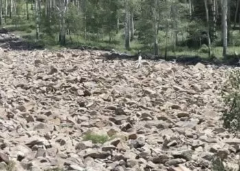 Testul Atenției: Găsește Femeia Ascunsă în Iluzia Optică