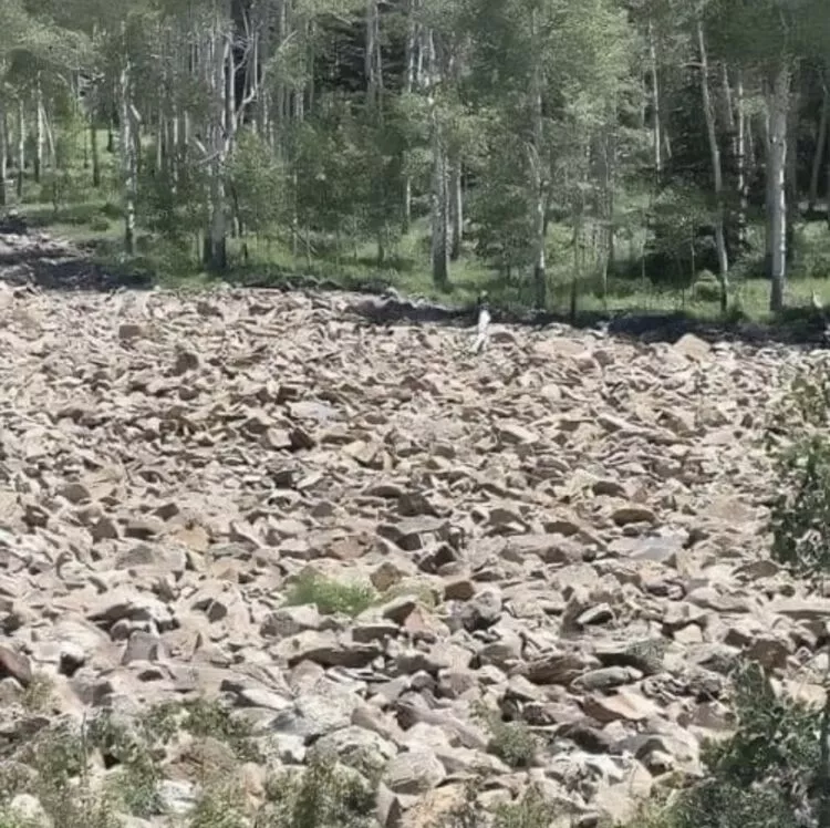 Testul Atenției: Găsește Femeia Ascunsă în Iluzia Optică