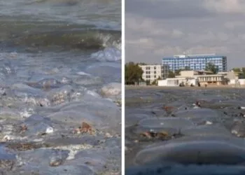 Invazie pe litoralul românesc: plajele, acoperite de mii de exemplare moarte