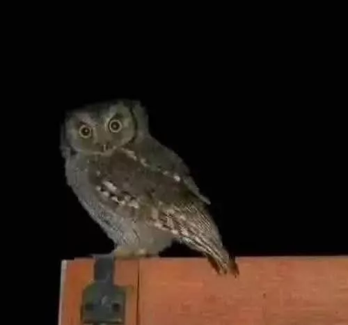 Bufnița: Între Simbol al Înțelepciunii și Gardian al Nopții