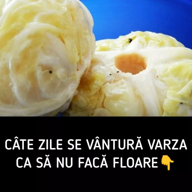 Câte zile se vântură varza murată ca să nu facă floare – secretul unei murături perfecte pentru iarnă