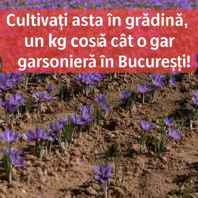 „Aurul roșu” care valorează până la 30.000 de euro kilogramul