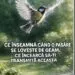 Ce înseamnă când o pasăre lovește geamul, potrivit tradițiilor populare românești