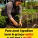 Secretul grădinarilor pentru roșii bogate: ce să pui în groapă la plantare pentru o recoltă sănătoasă