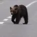 Doi urși au fost văzuți în zone locuite