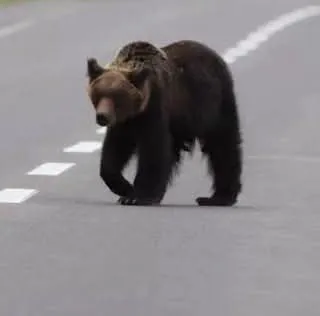 Doi urși au fost văzuți în zone locuite