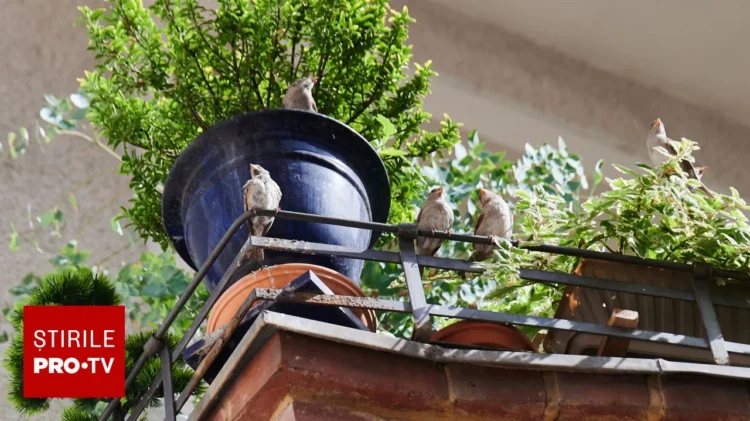 Păsările care se așază des la fereastră sau pe balcon ascund un mesaj. Ce vești ar putea anunța