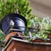 Păsările care se așază des la fereastră sau pe balcon ascund un mesaj. Ce vești ar putea anunța