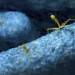 Un startup american a creat, cu ajutorul AI, un virus capabil să lupte cu infecţiile bacteriene rezistente la antibiotice