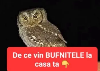 Bufnița de lângă casă, semn sau nu?